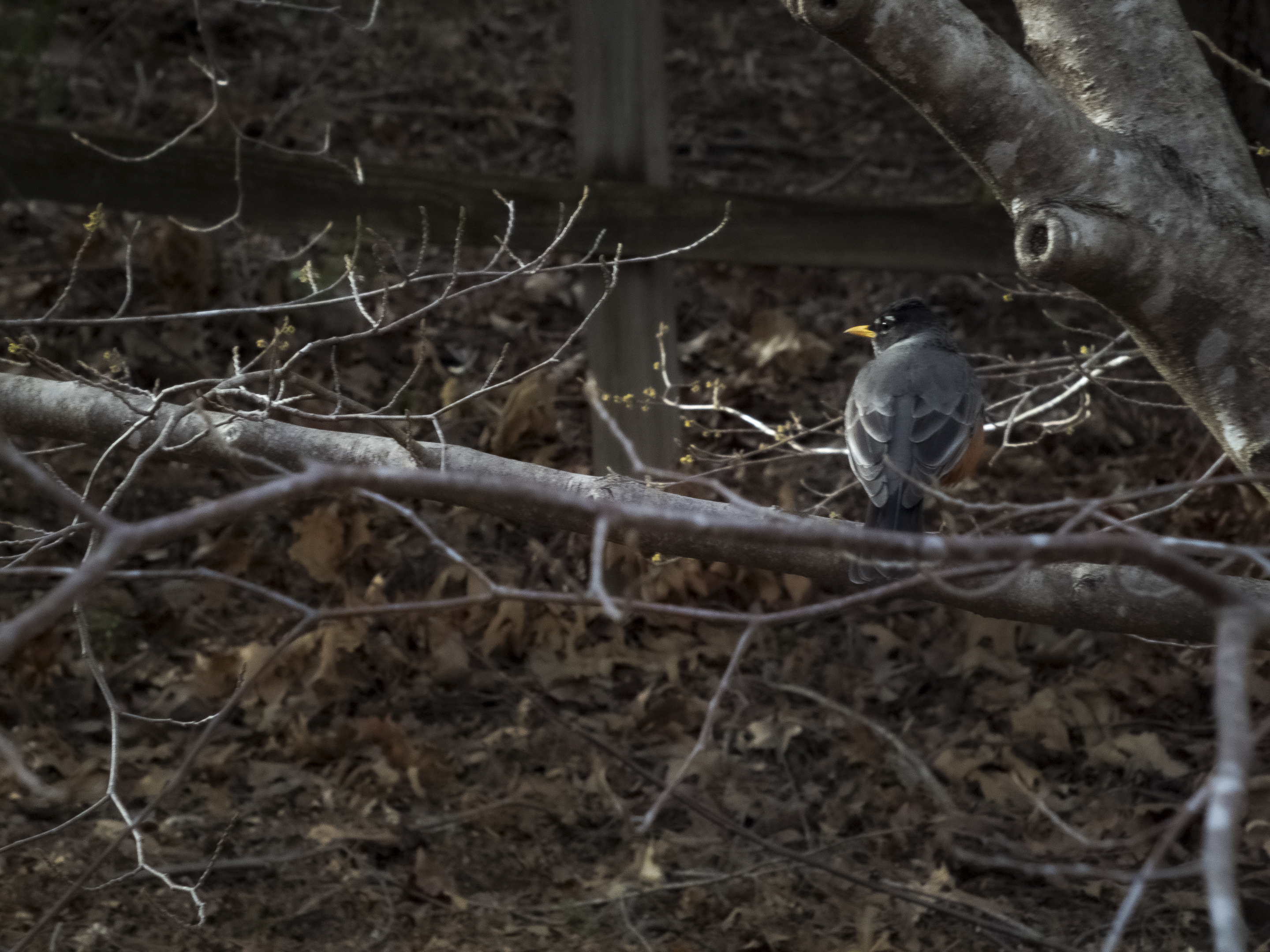 Sparrow